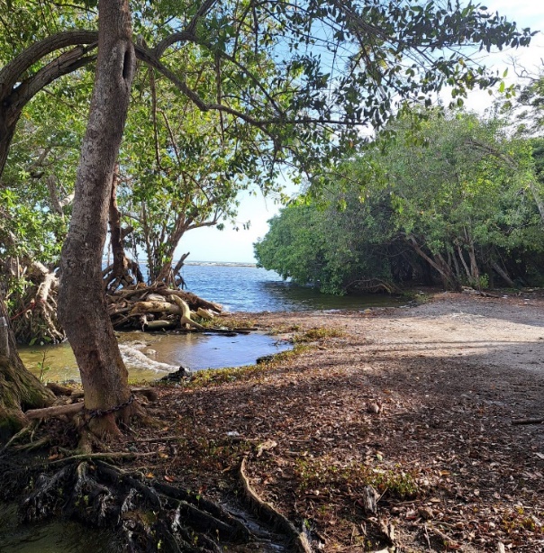 Mangrove trees on a beach