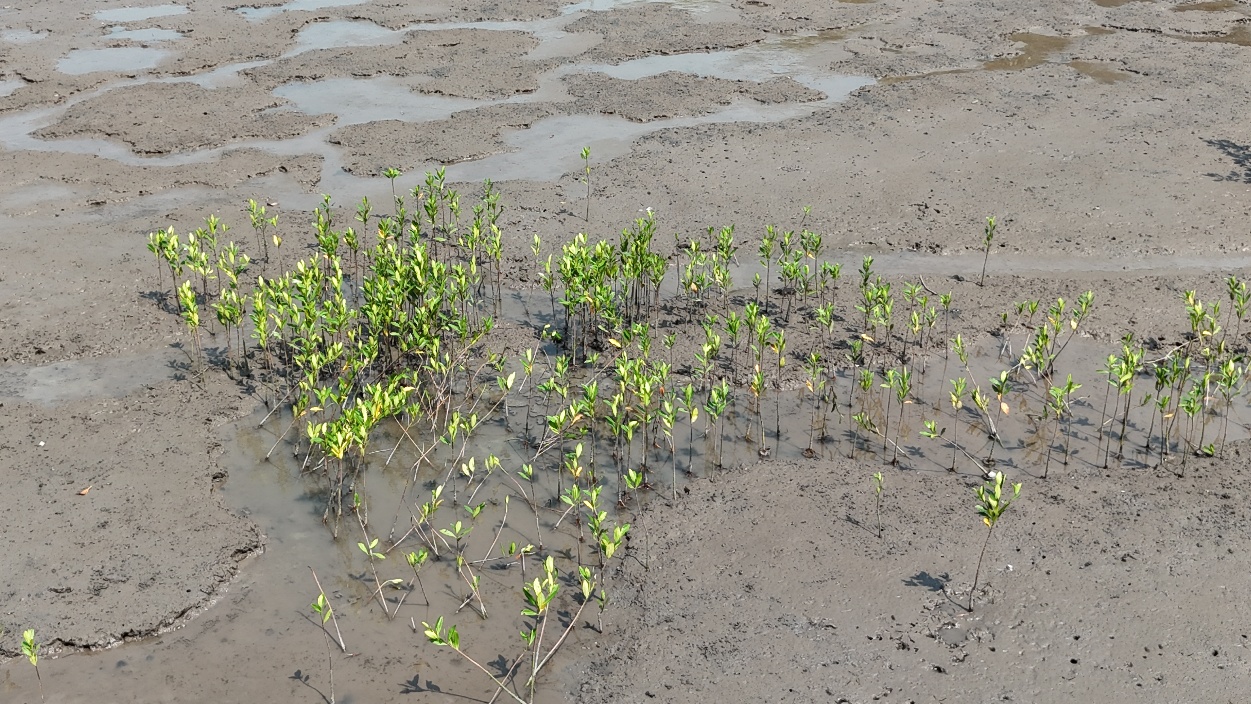Small mangrove plants growing in a muddy shore