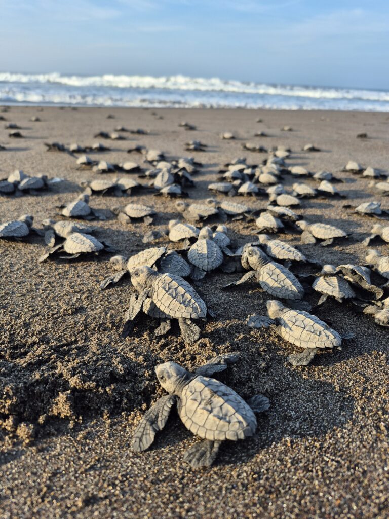 Hundreds of aby sea turtles on beach entering the ocean