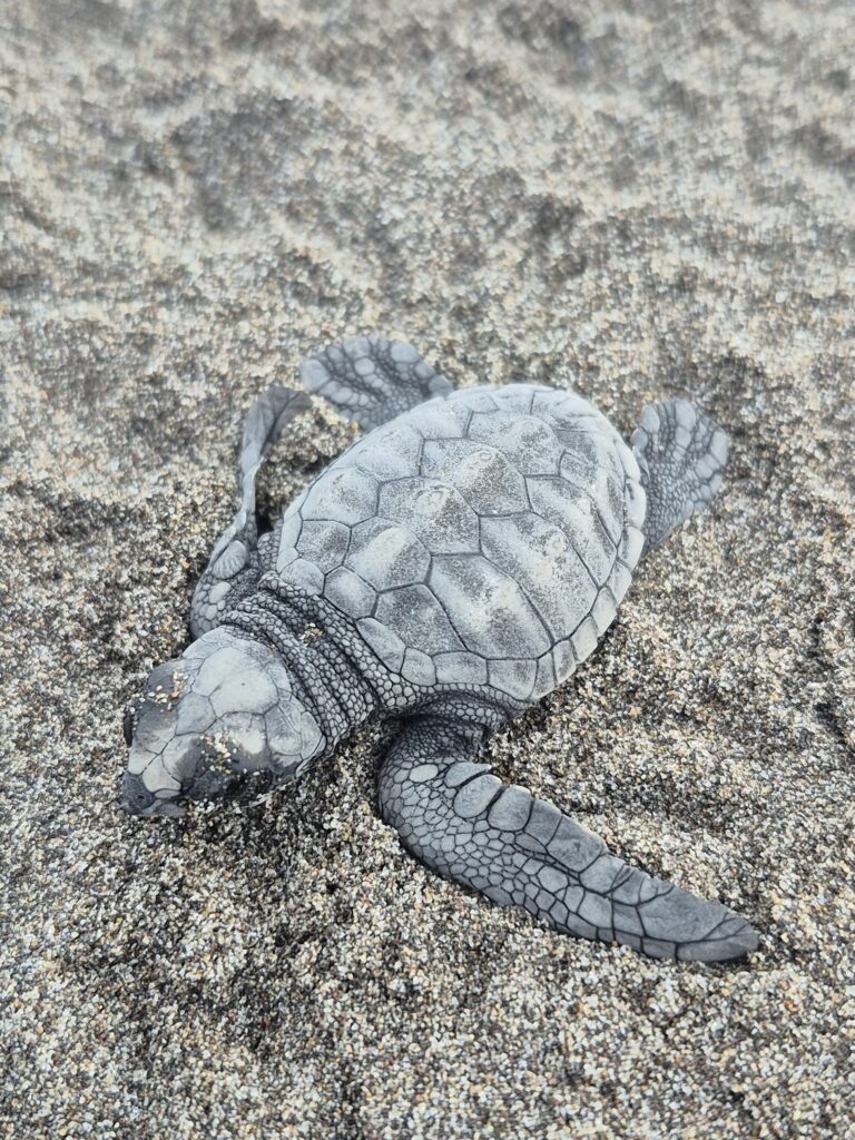 baby sea turtle in the sand
