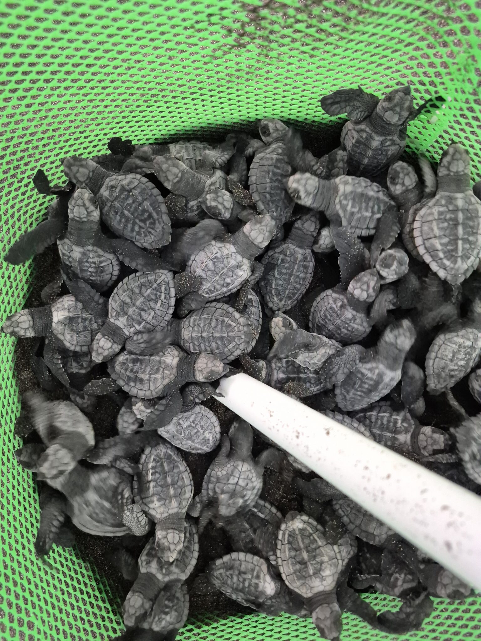 Pen with baby sea turtles.