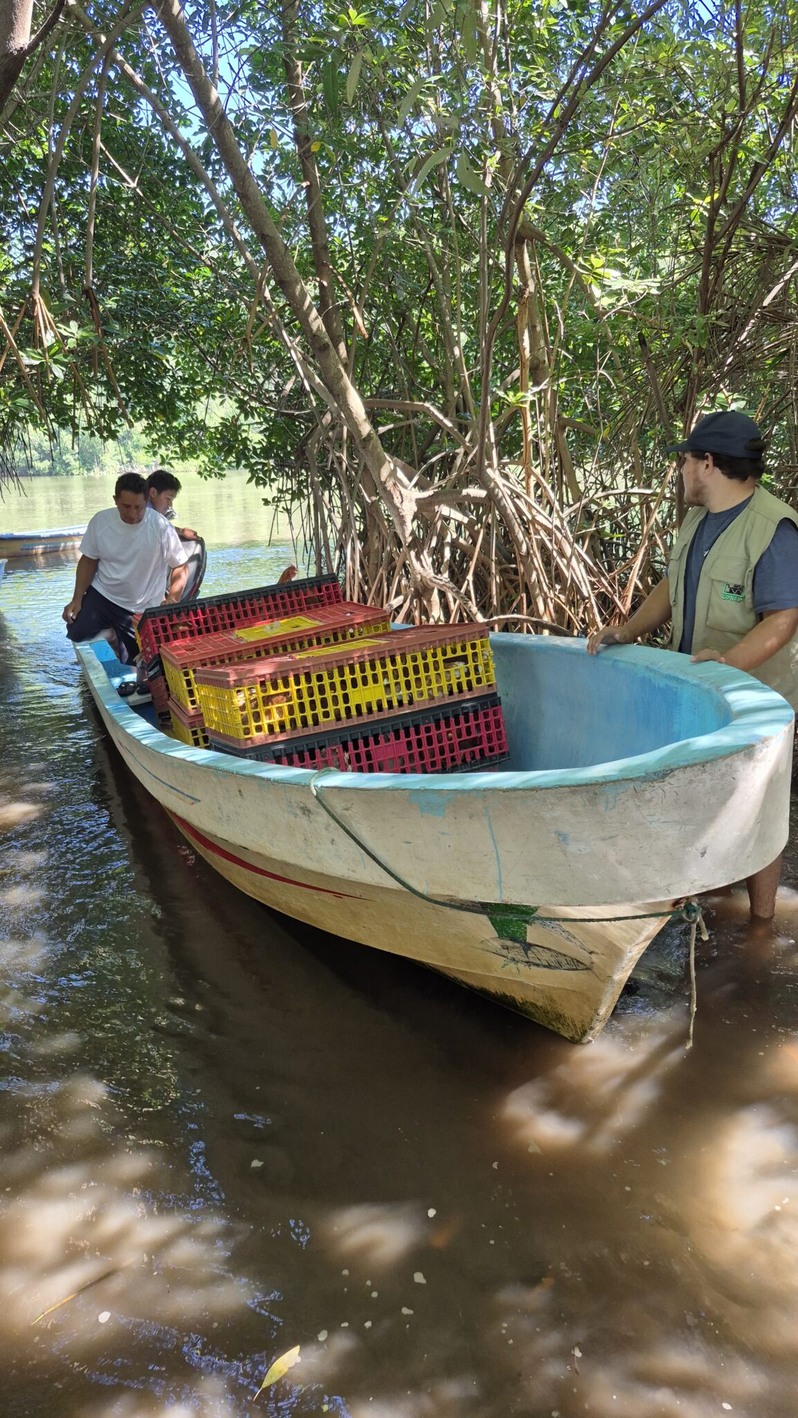 Men unload crates of chickens from boat with mangroves in background