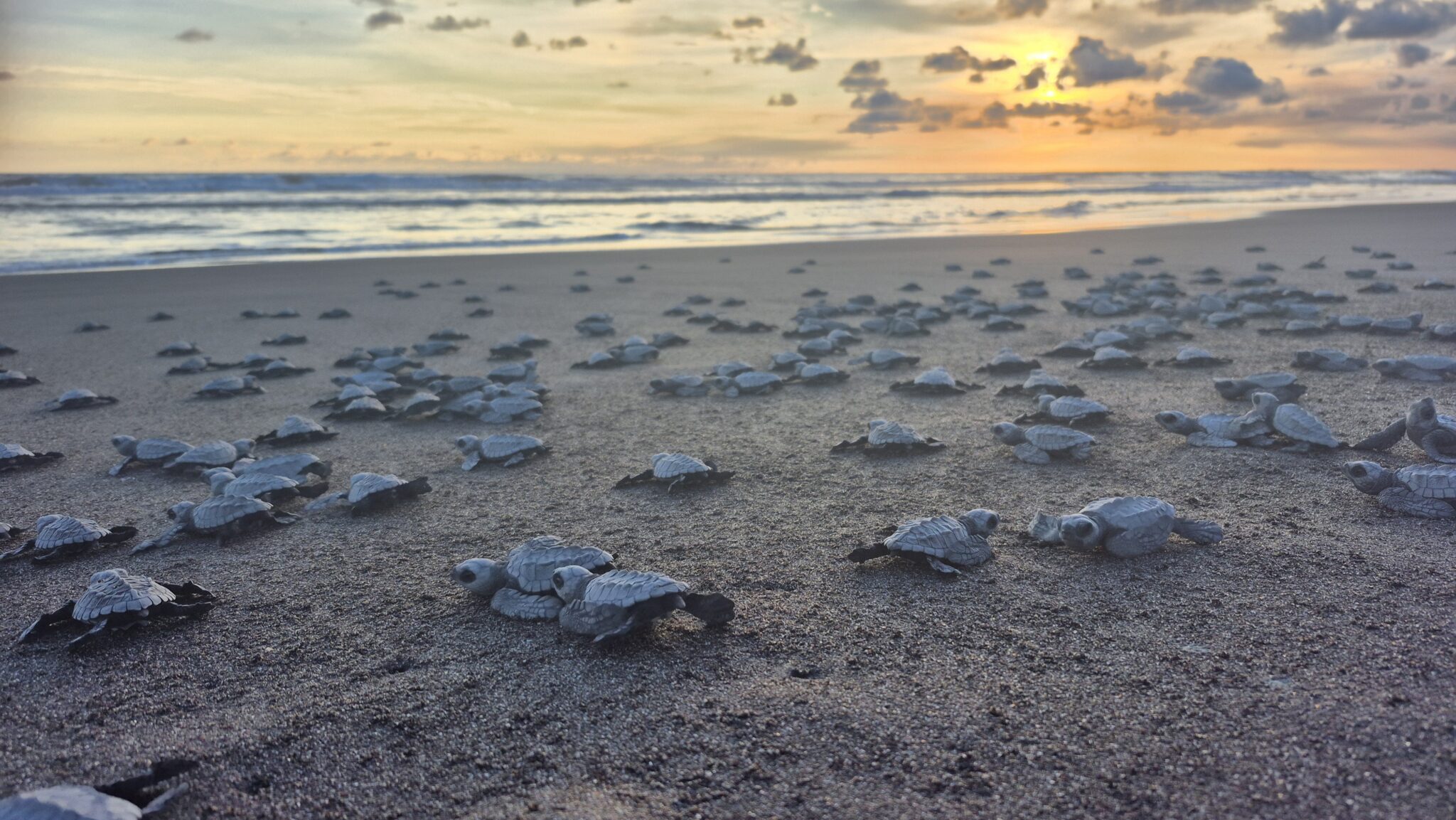 Hundreds of aby sea turtles on beach entering the ocean