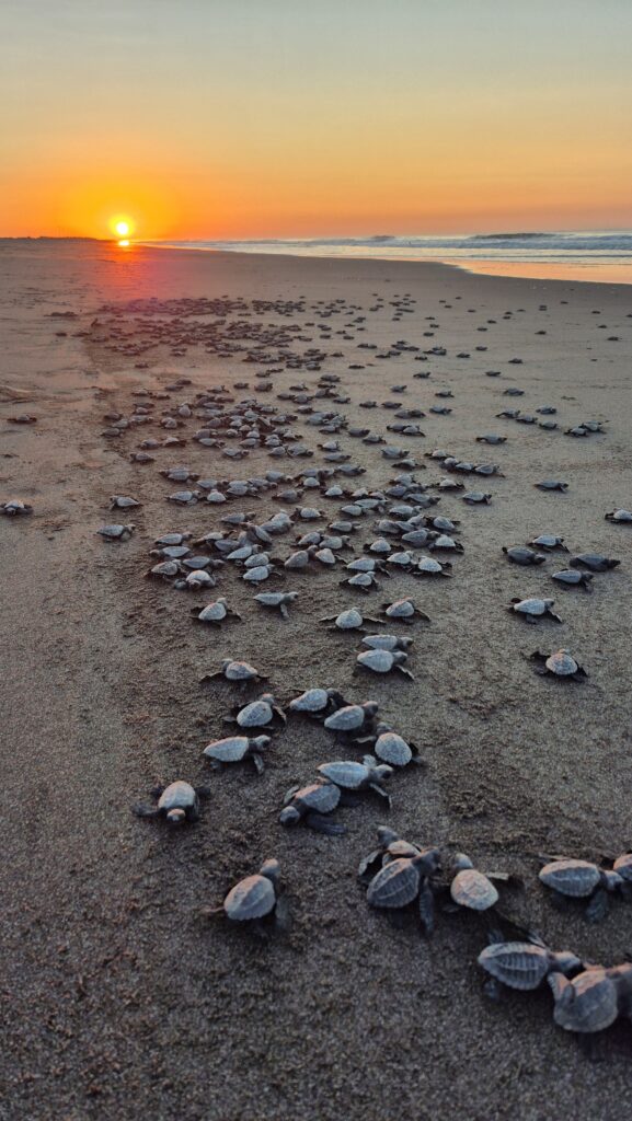 Hundreds of aby sea turtles on beach entering the ocean