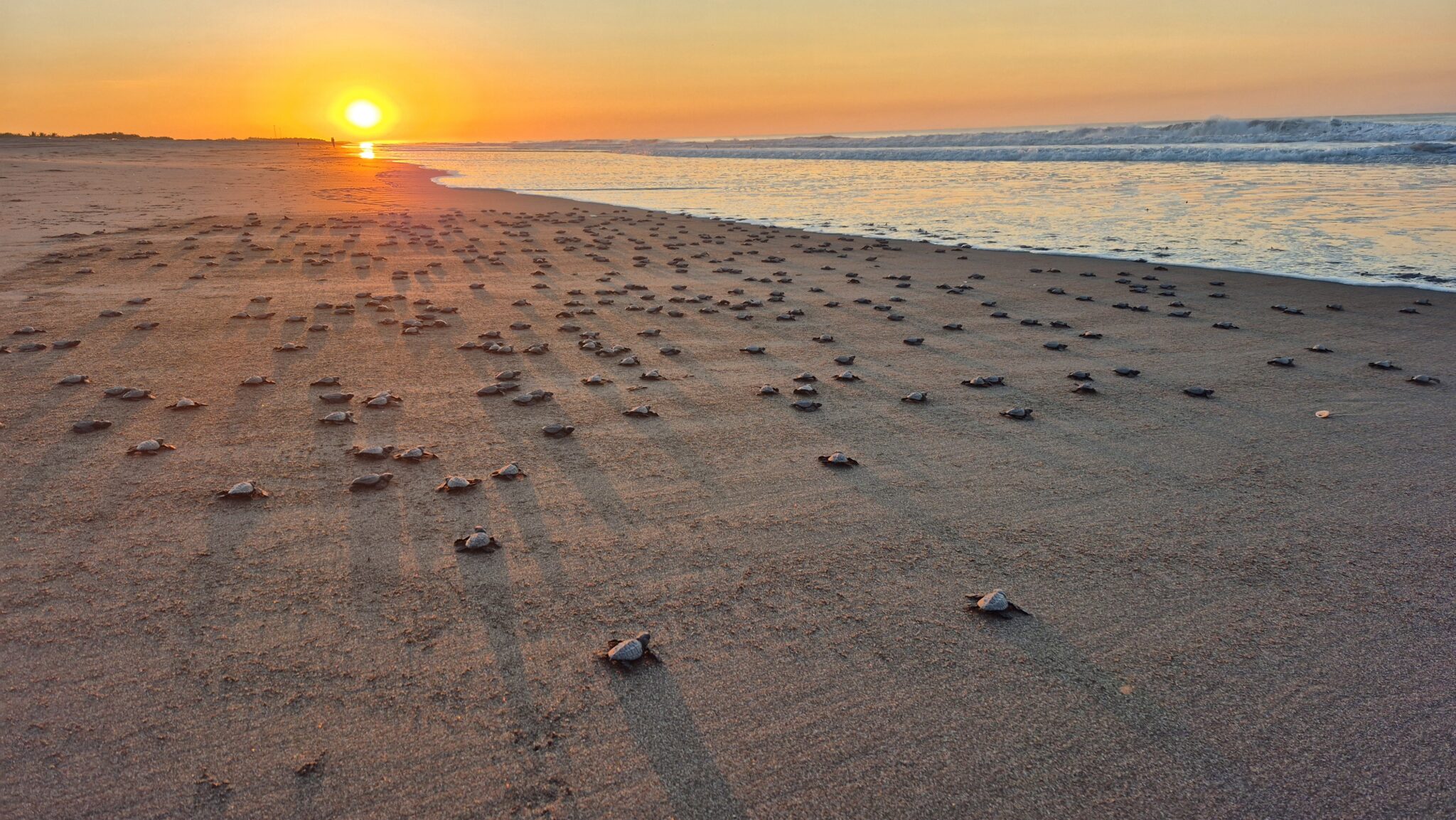 Hundreds of aby sea turtles on beach entering the ocean
