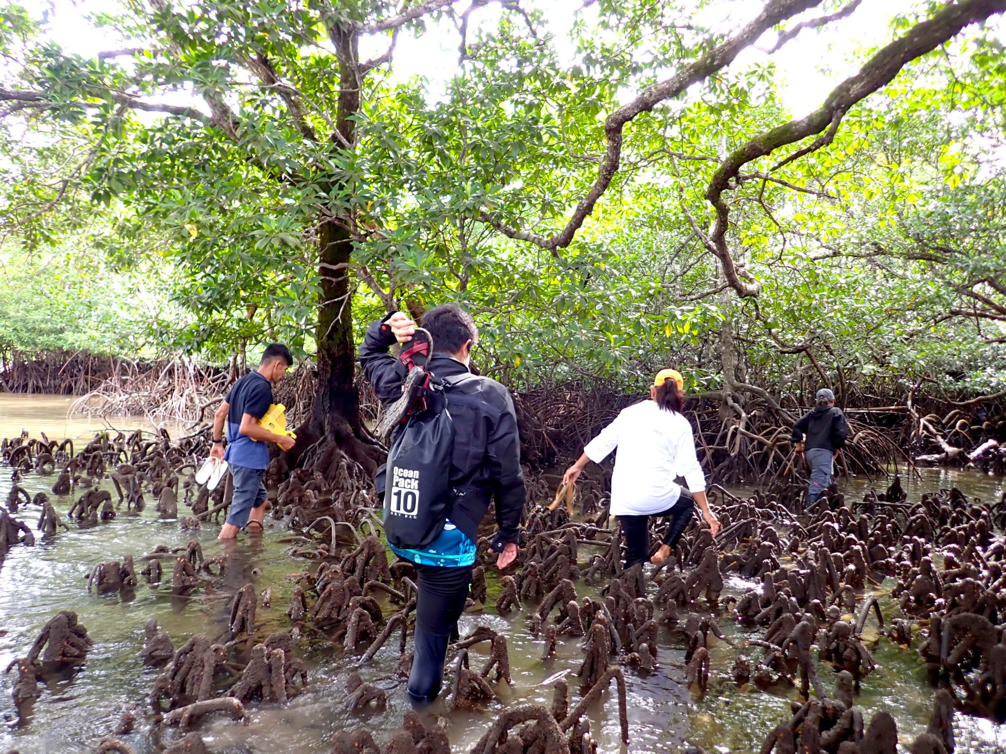 People walk through mangroves with roots exposed at low tide