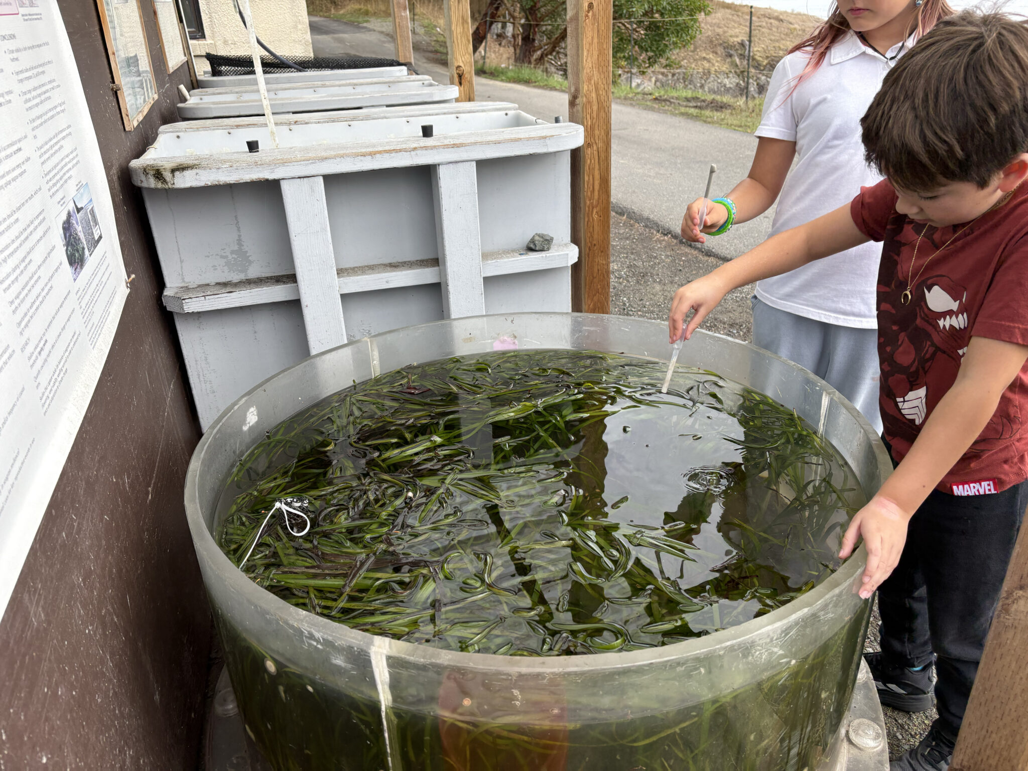 Outdoor tank with seagrass shoots