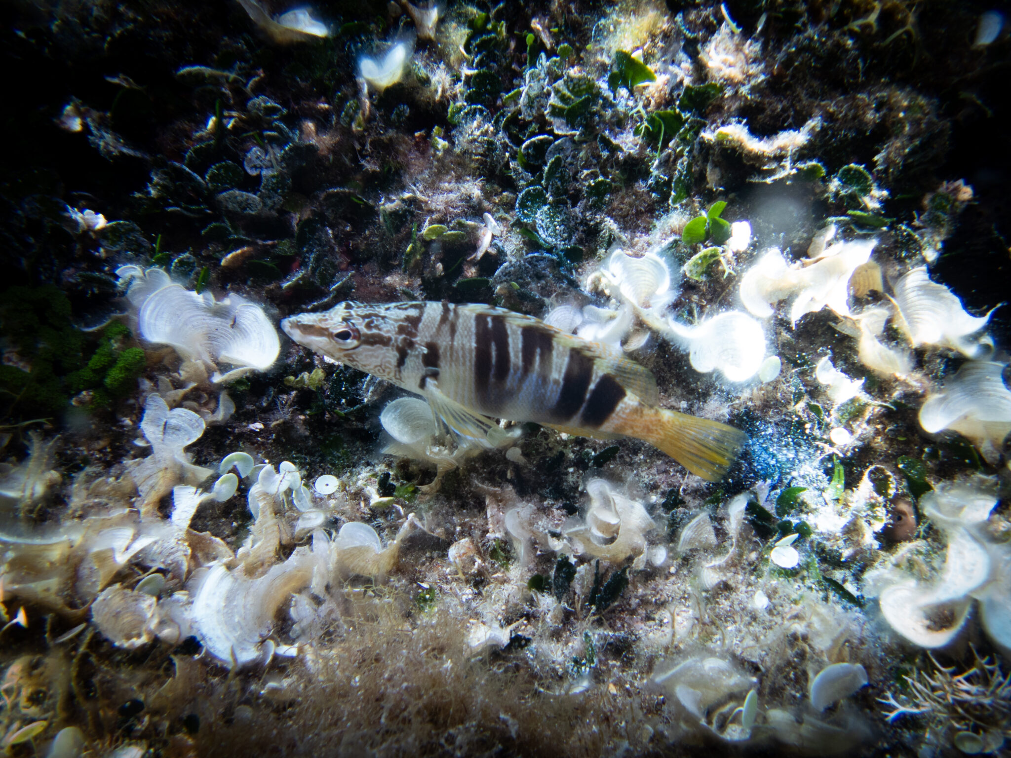 a fish over rocks, seen from above