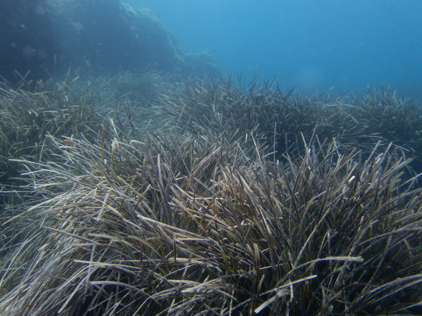 seagrass meadow in blue water