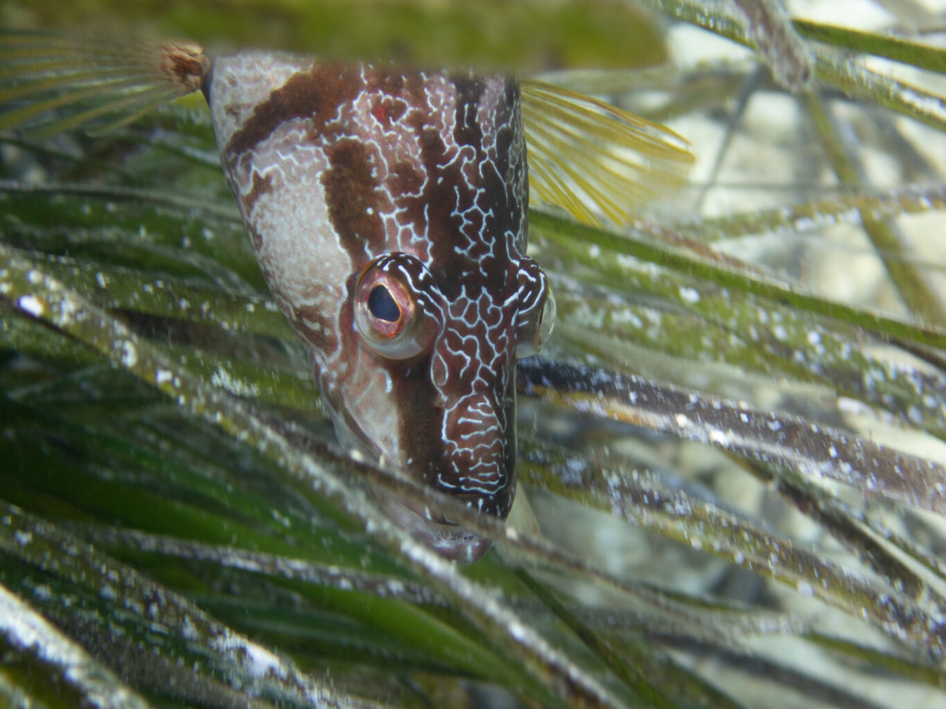 closeup of a fish hiding in seagrass