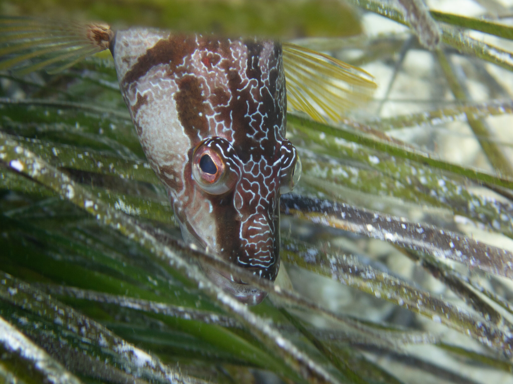 closeup of a fish hiding in seagrass