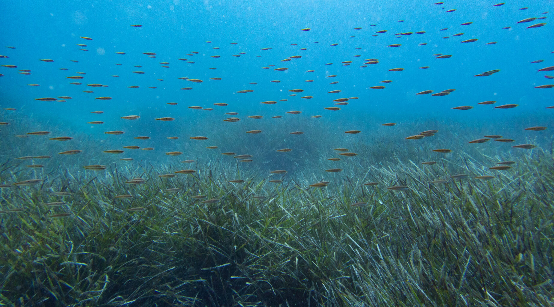 underwater with many fish swimming over seagrass meadow