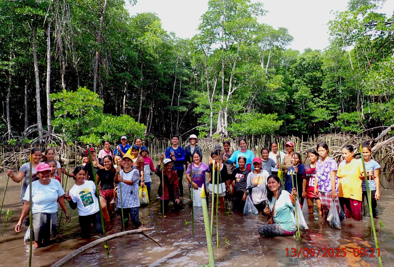People stand in shallow water with mangrove seedlings and mangrove forest in background