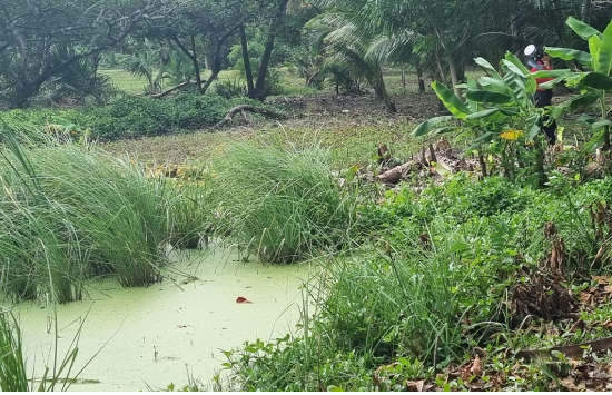A green algae-filled pond surrounded by bushes and trees