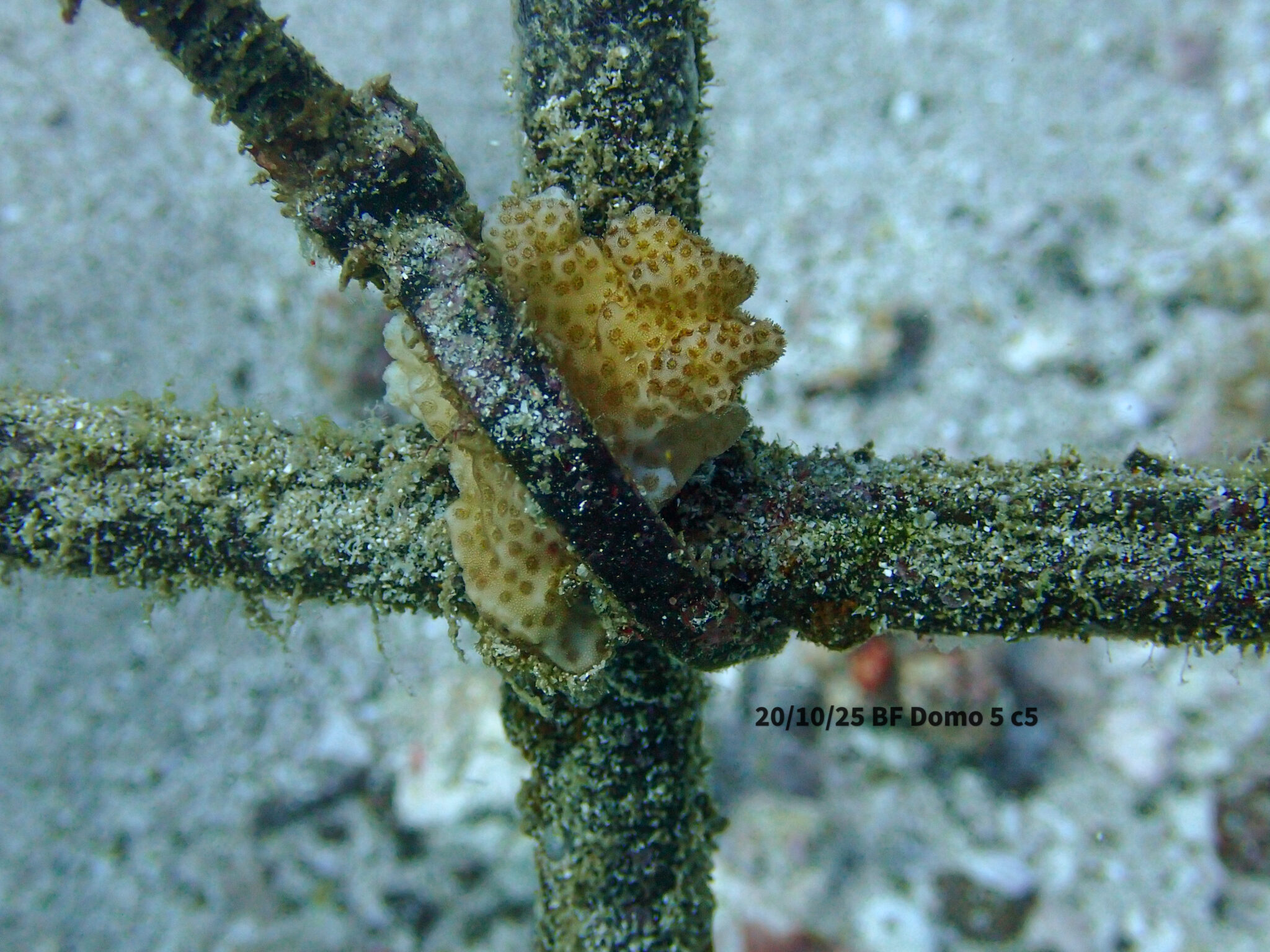 Yellow coral polyps colonize corner of metal frame