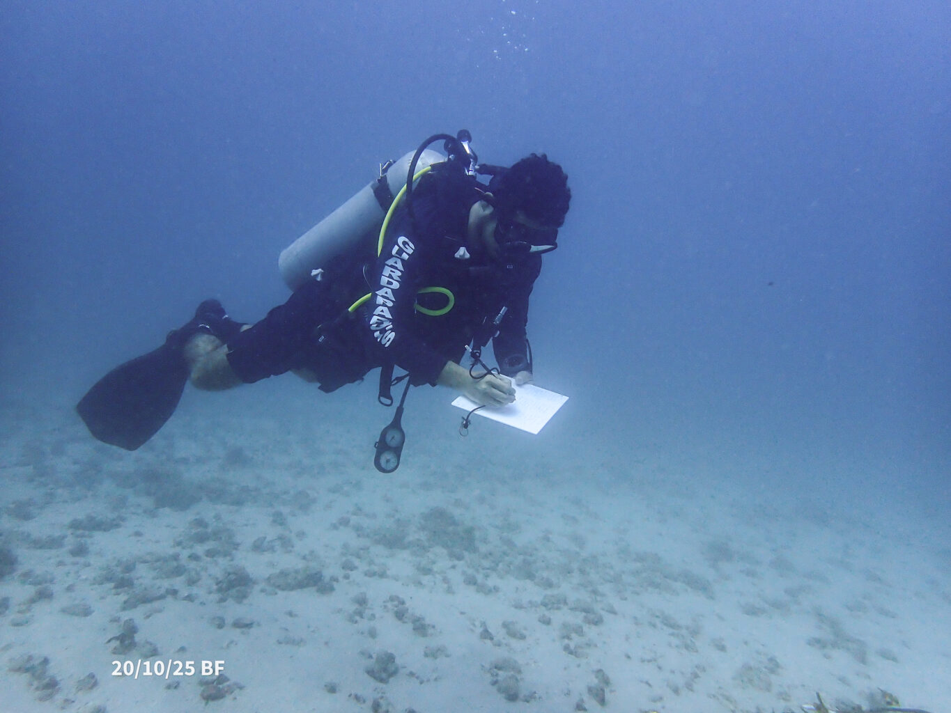 Diver with clipboard inspects seafloor.