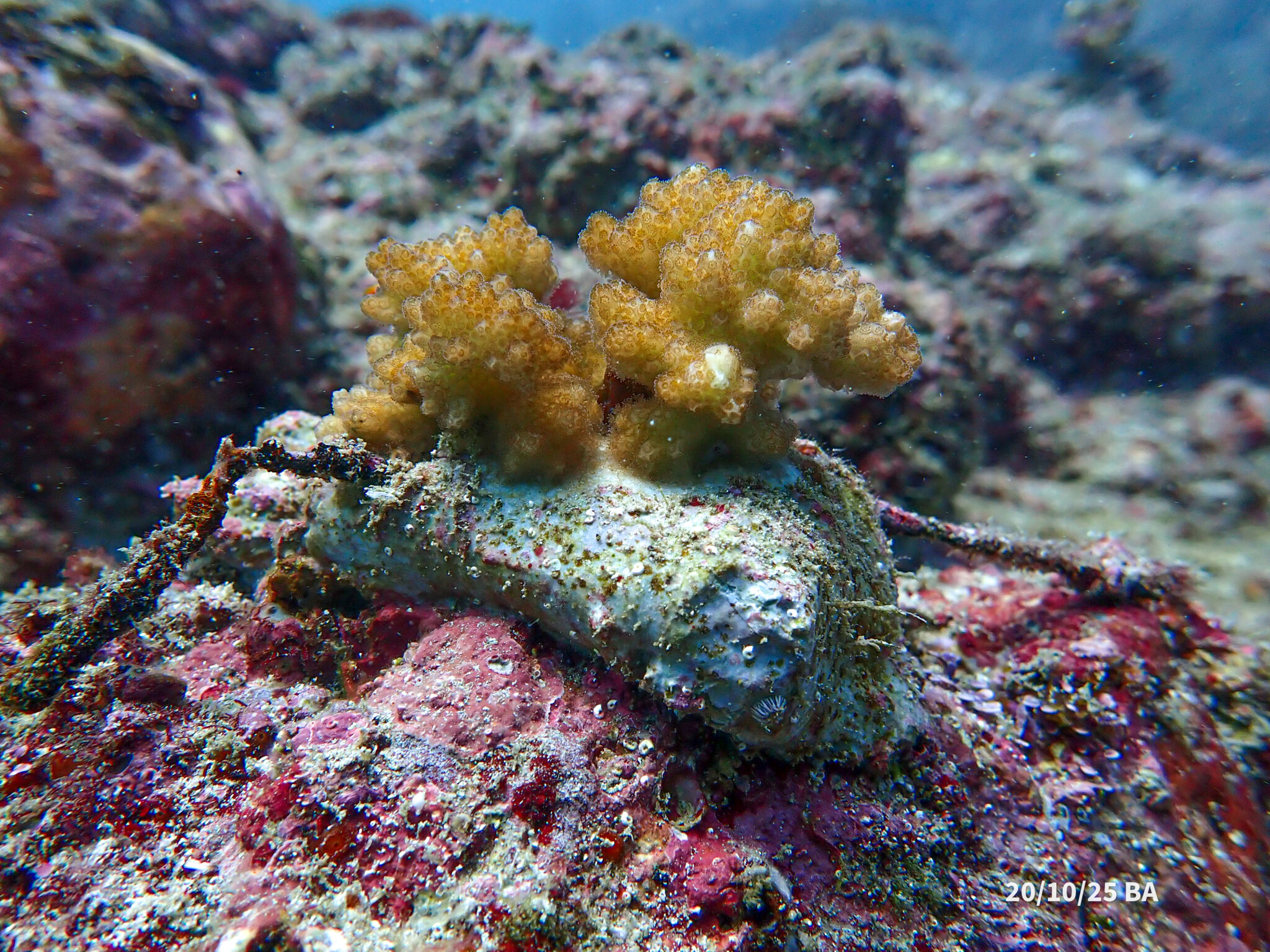 Small coral head growing on colorful rocks on ocean floor.