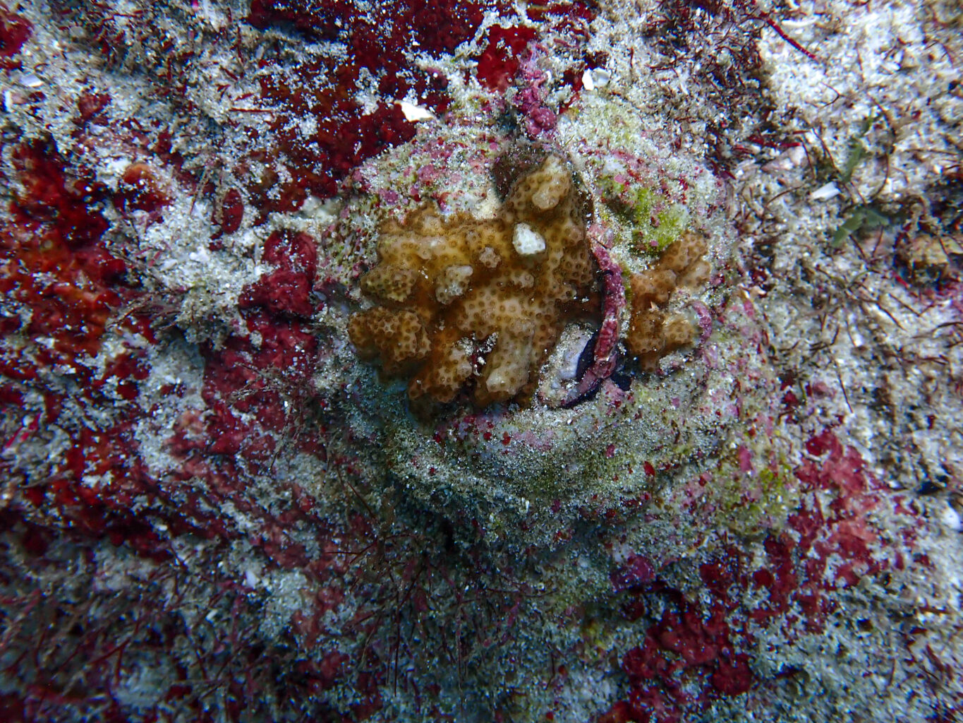 small piece of yellow coral on seafloor