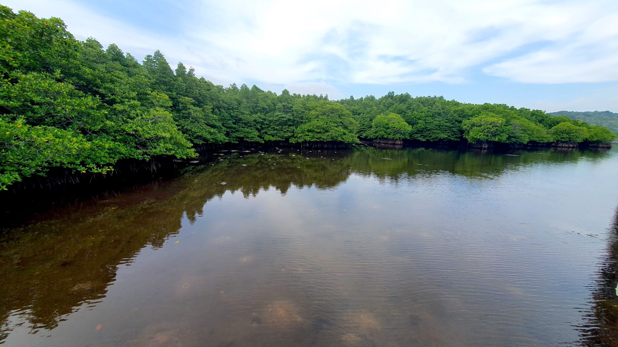 Water reflecting sky and clouds with mangroves in background