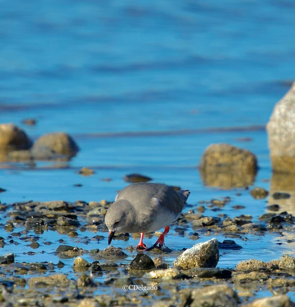 Grand Tierra del Fuego Island, Chile