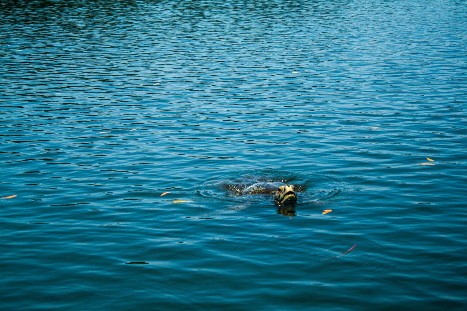 A sea turtle swims in blue water, sticking its head up to breathe