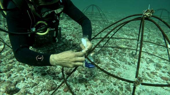 A diver inspects a metal structure on the sea floor