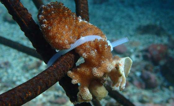 A colorful coral growth ziptied to a metal structure underwater