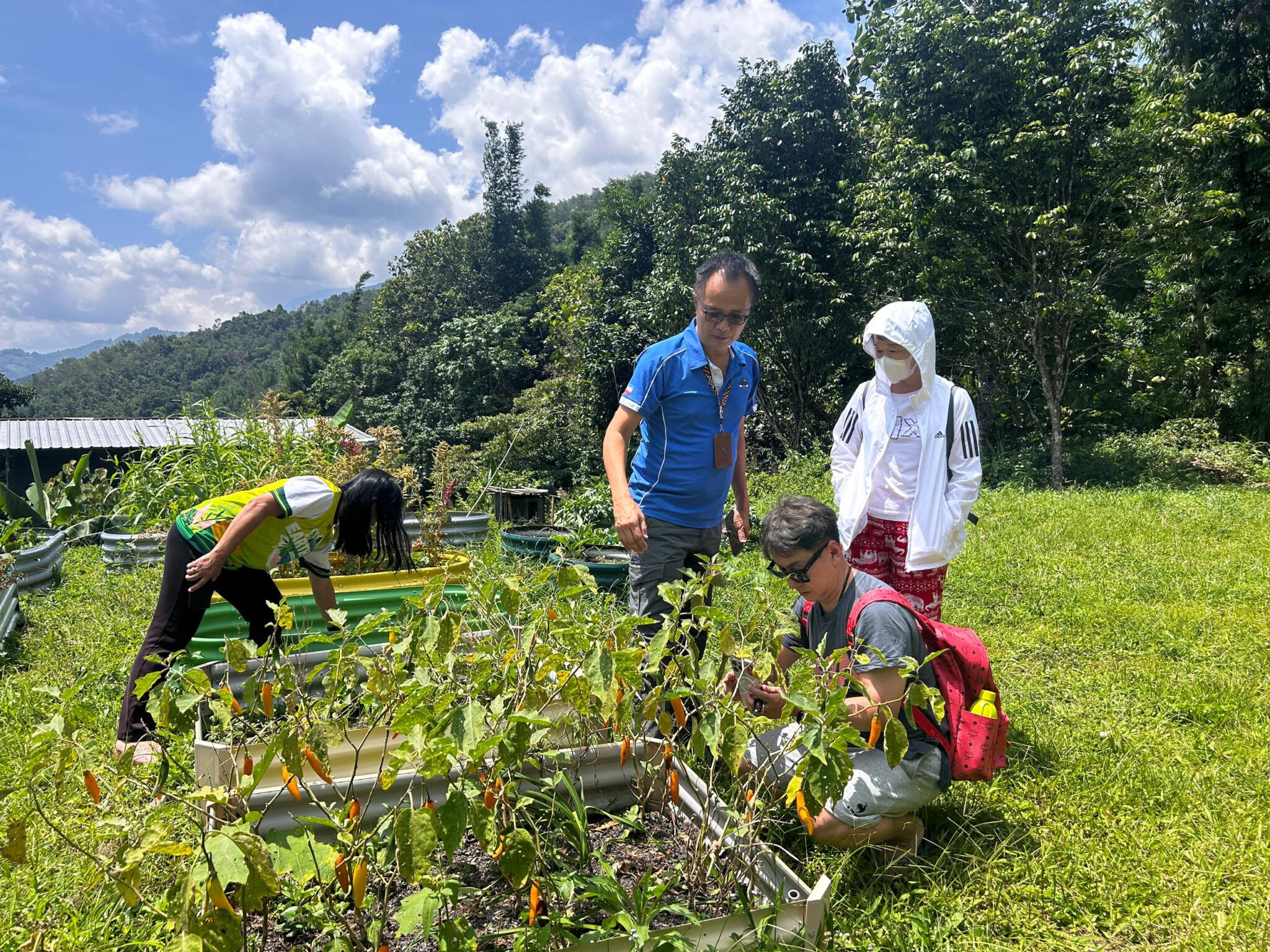 A few people pick peppers from a plant in a garden plot