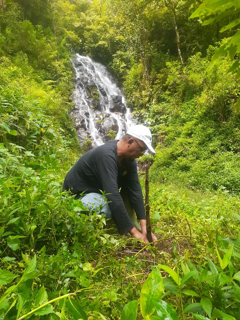 A person crouches on the ground planting a seedling among green undergrowth with a waterfall in the background