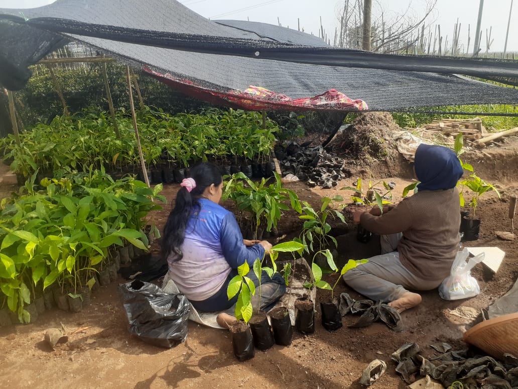 Two people wrap many tree seedlings to prepare them for replanting