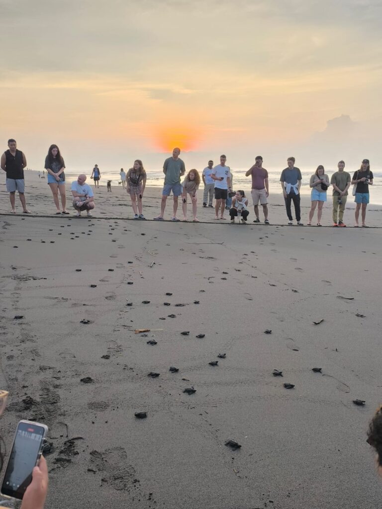 A group of people stand on the beach at sunset watching baby turtles crawl toward the sea