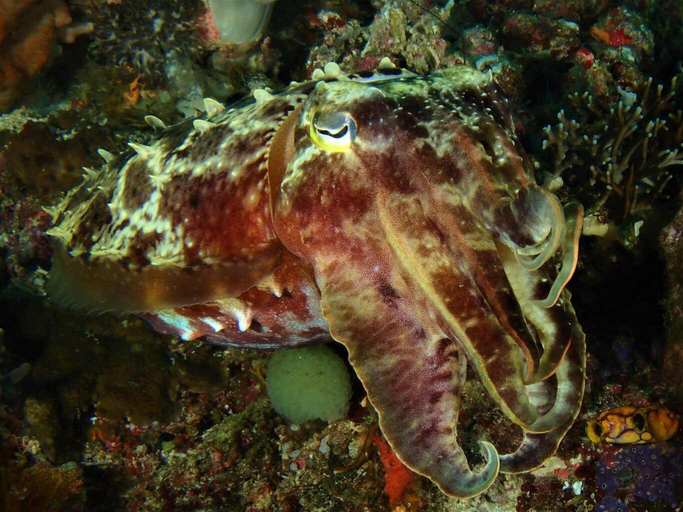 Closeup of cuttlefish