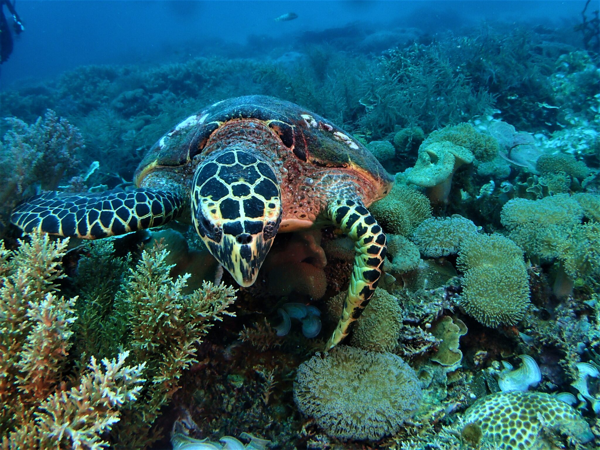 Sea turtle on reef