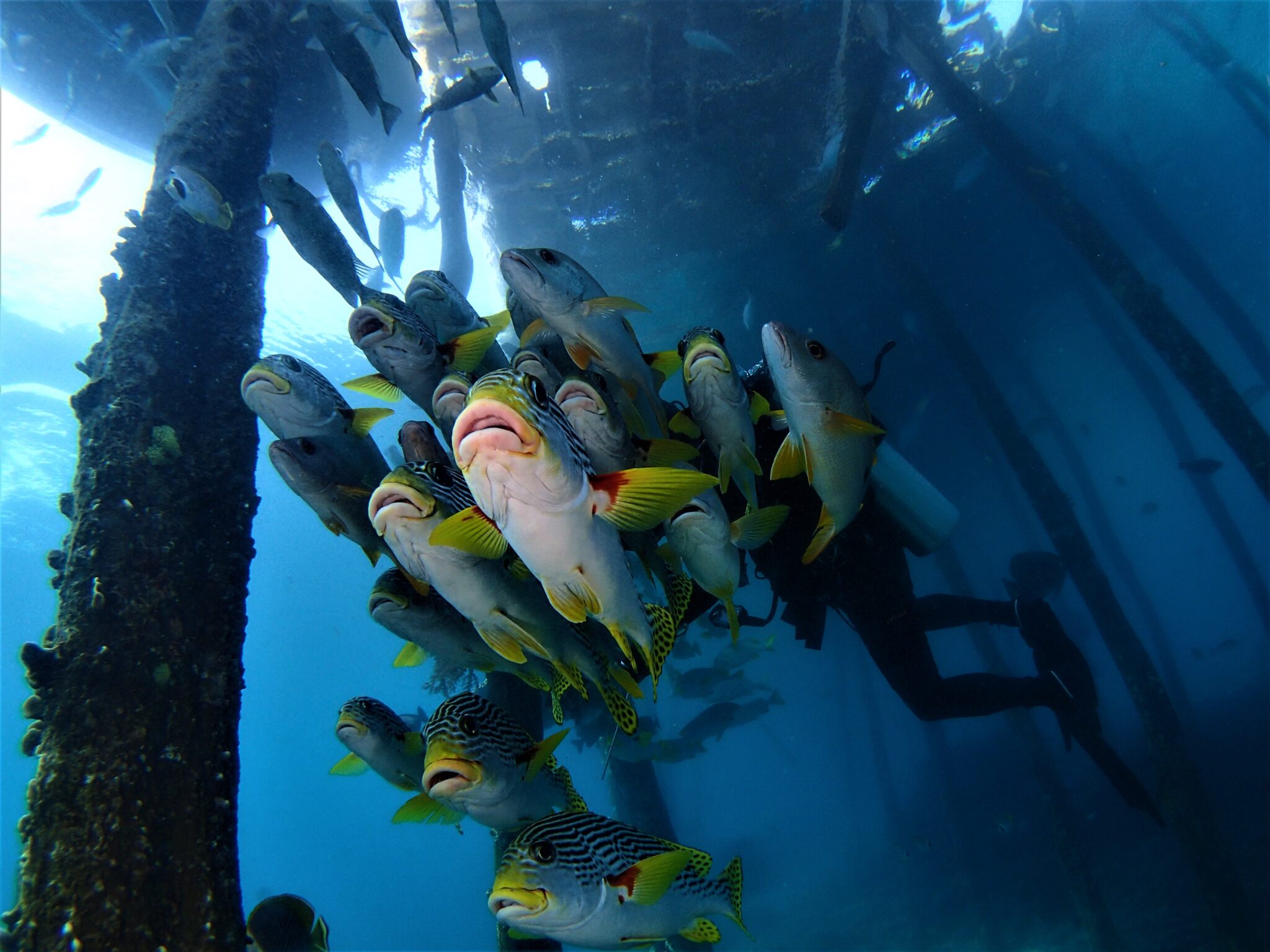 Looking up at school of sweetlips at pier underwater