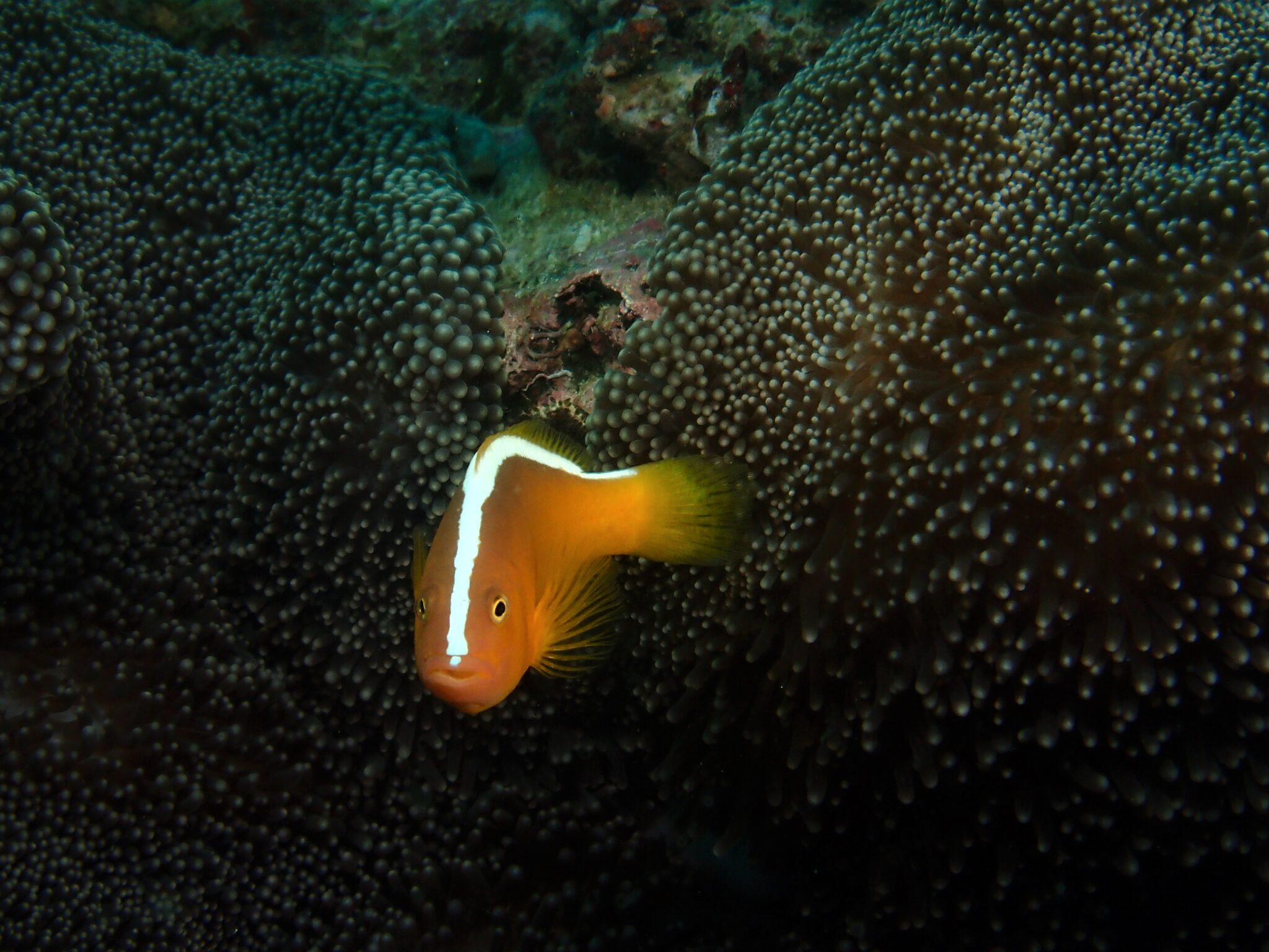 Clownfish in anemone