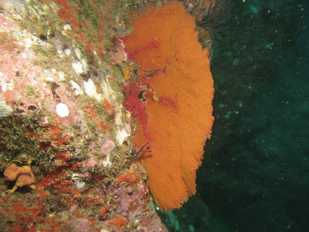 Orange coral