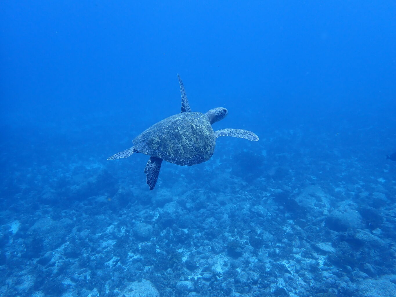 sea turtle