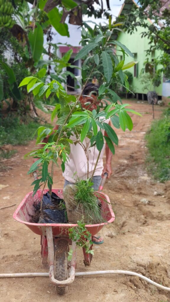 A person pushes a wheelbarrow with a tree sapling in it