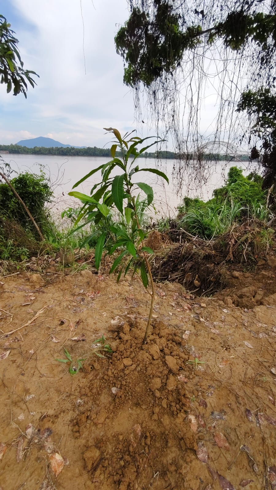 A tree sapling next to a river