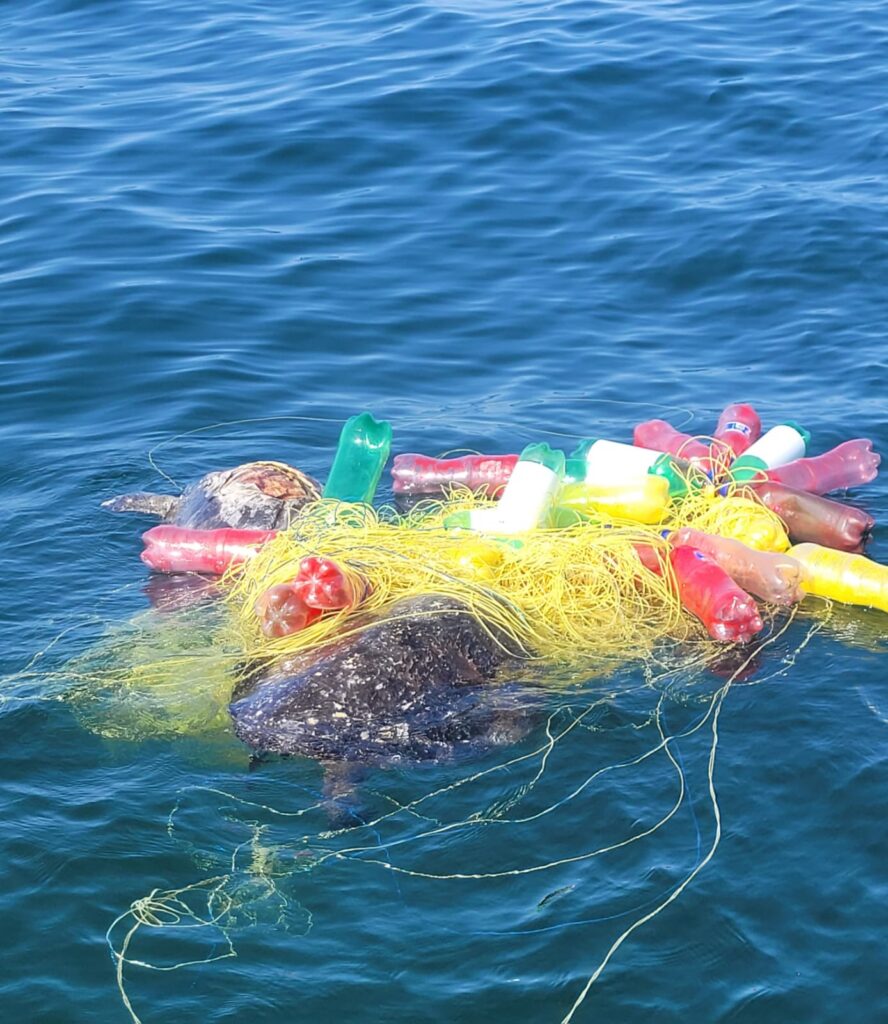 Turtle tangled in discarded gear