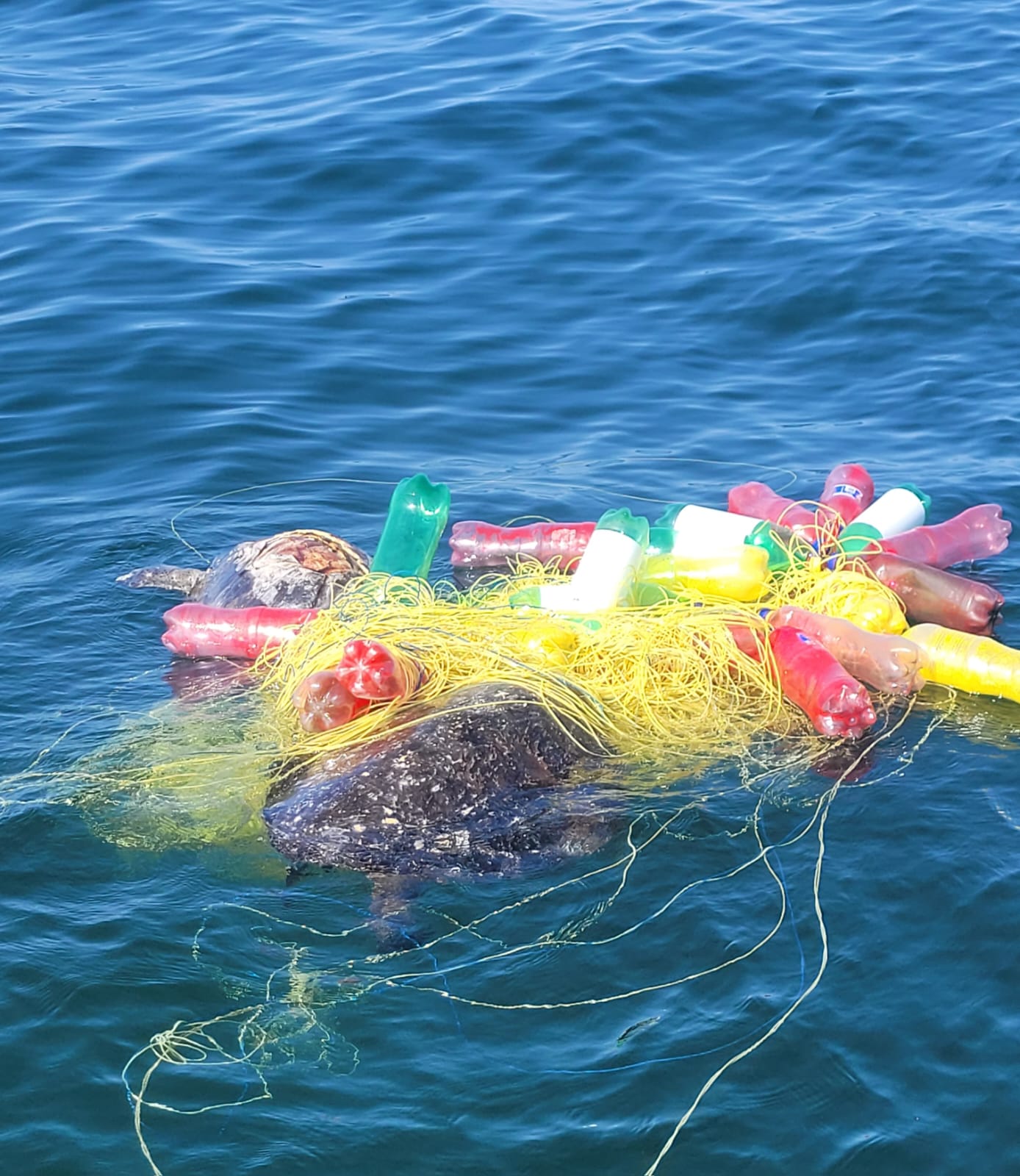 Turtle tangled in discarded gear