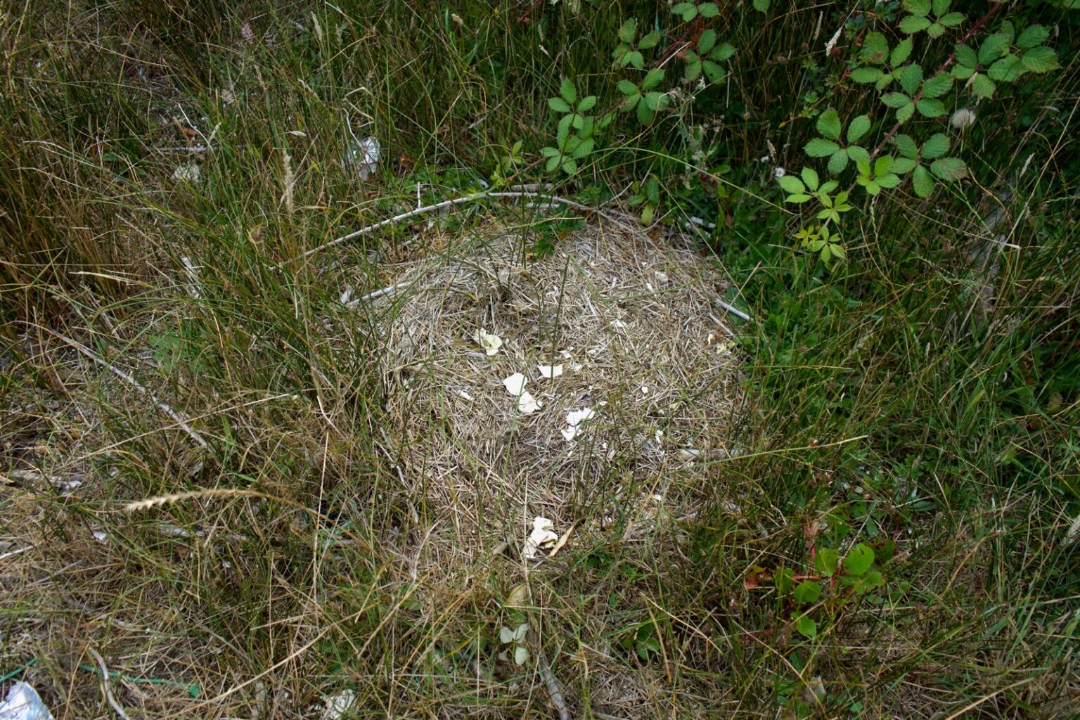 Broken pieces of shell in a bird's nest on the ground