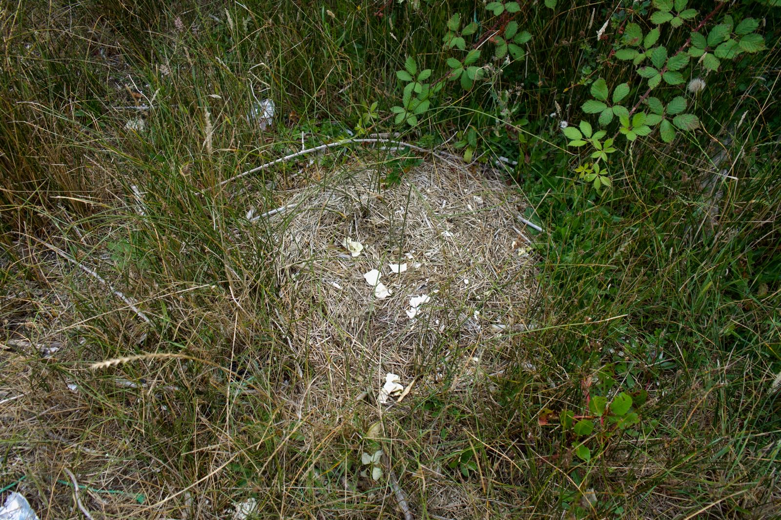 Broken pieces of shell in a bird's nest on the ground