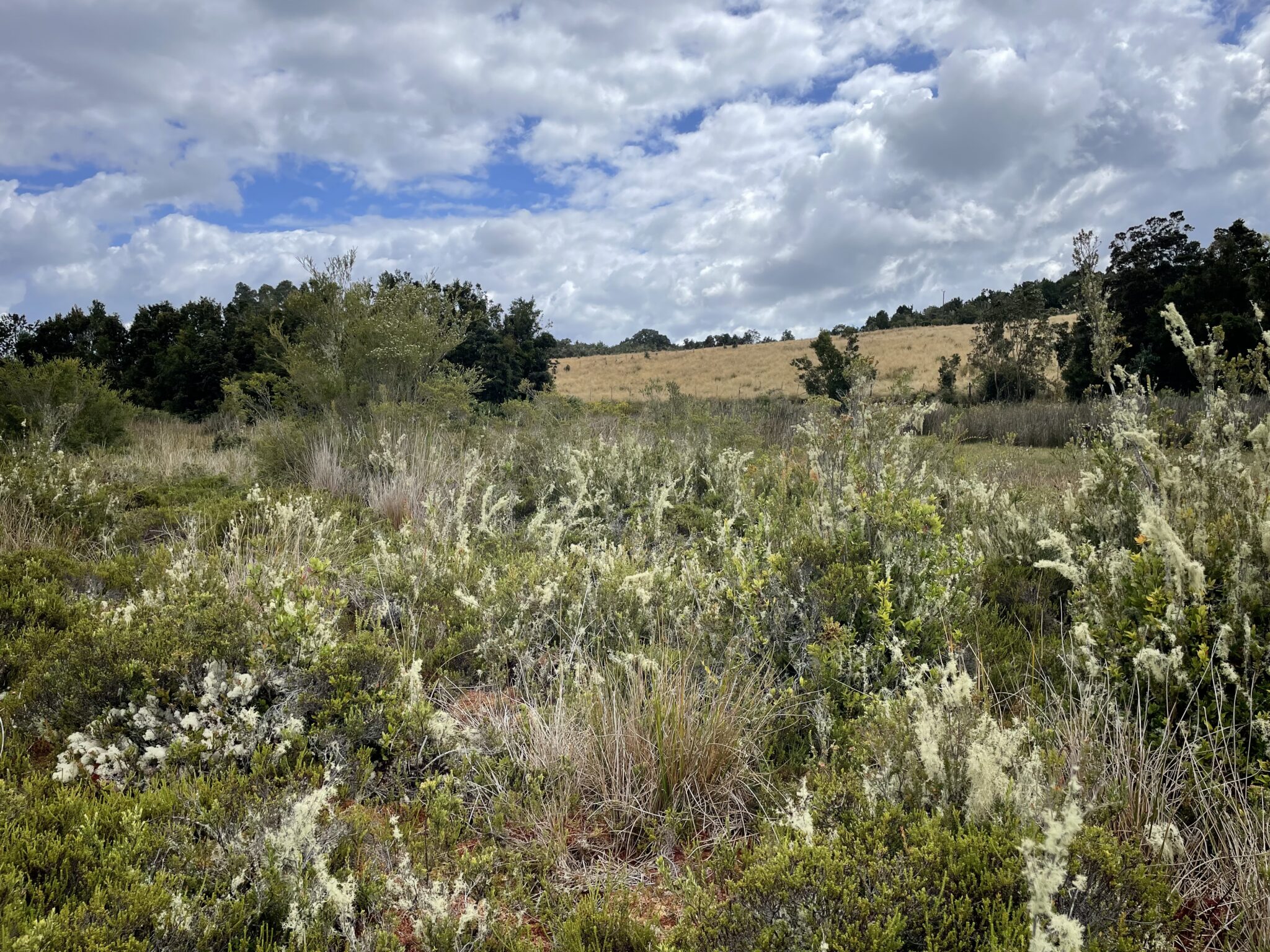 Colorful bushes and trees on a hillside