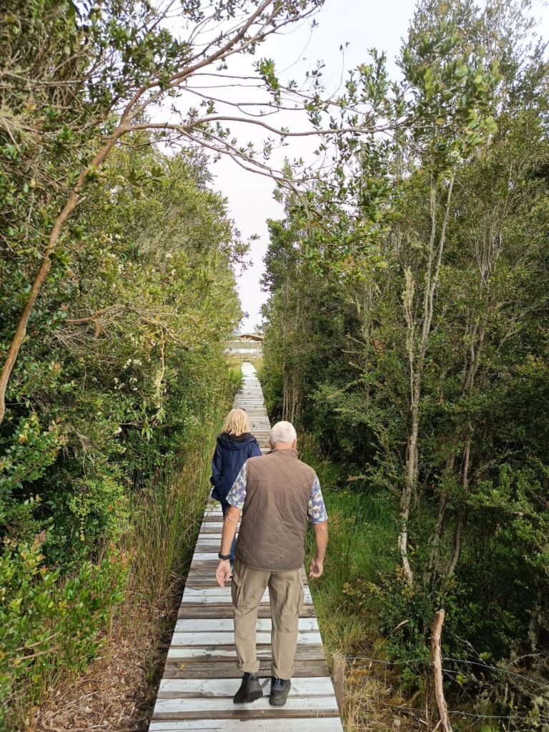 Two people walk along a tree-lined boardwalk