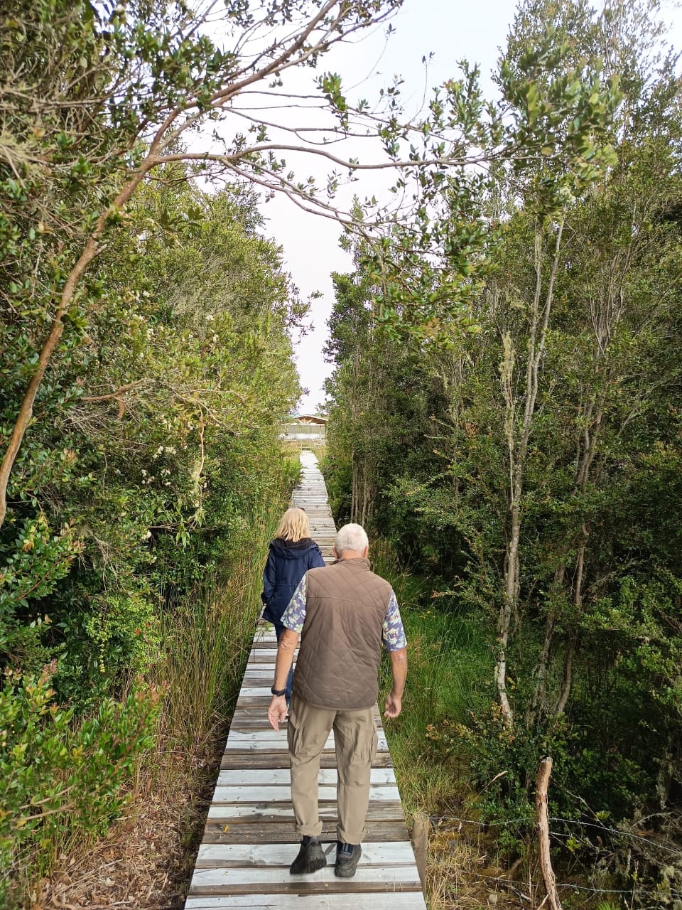 Two people walk along a tree-lined boardwalk